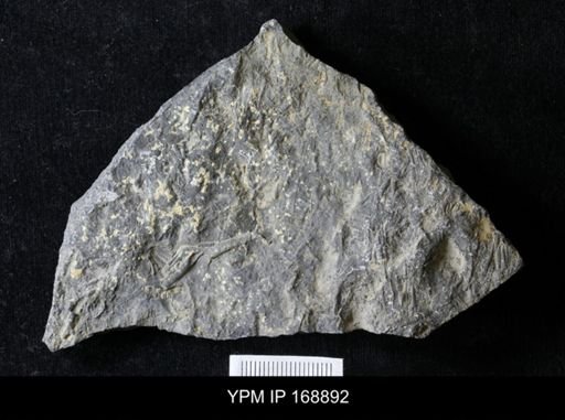 Tentaculites sp.