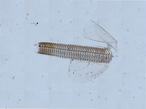 Crepidula plana
