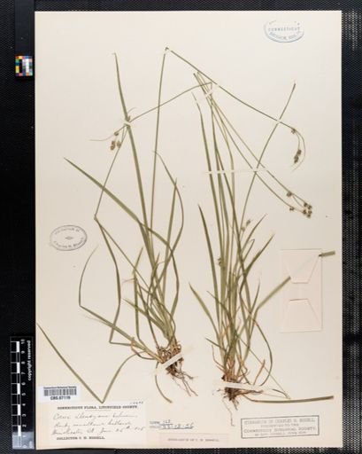 Carex deweyana