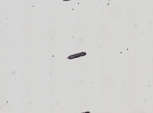 Plagiostomum whitmani