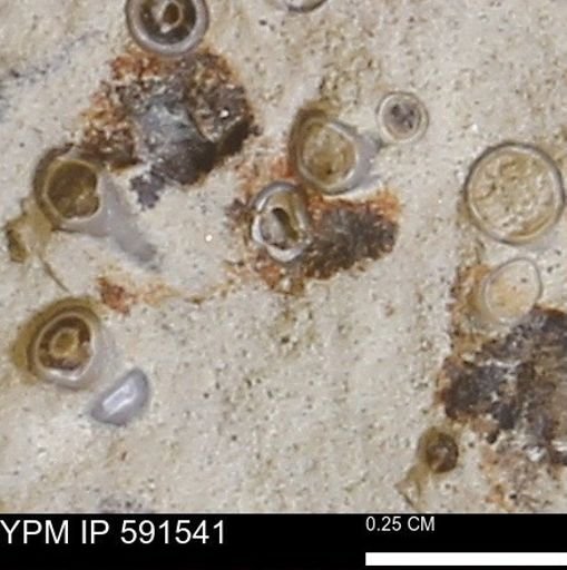 Serpulidae