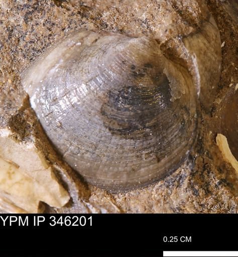 Limopsis striatopunctatus