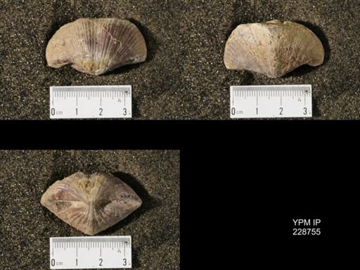Neospirifer triplicatus gibbosus