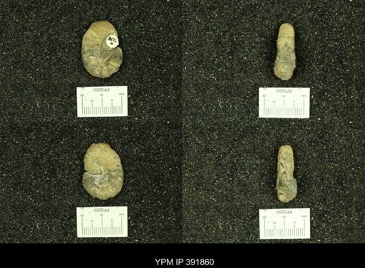 Scaphites whitfieldi