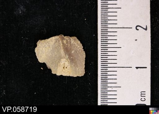 undet. Actinopterygii