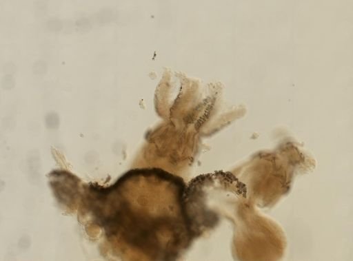 Gersemia rubiformis