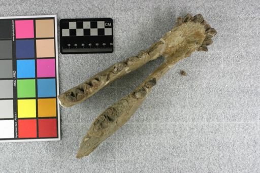 Bothriodon sp.