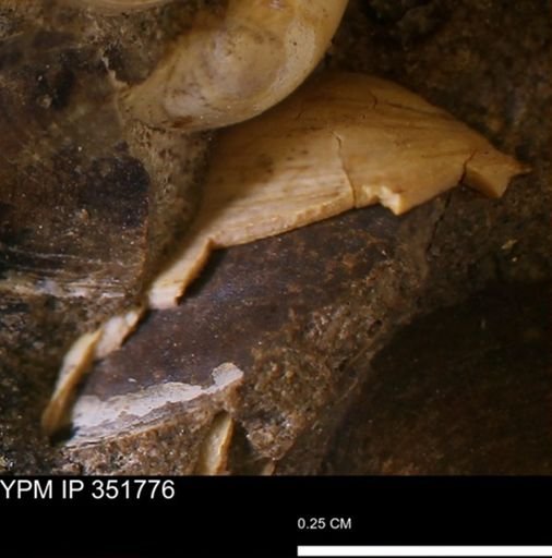 Limopsis striatopunctatus
