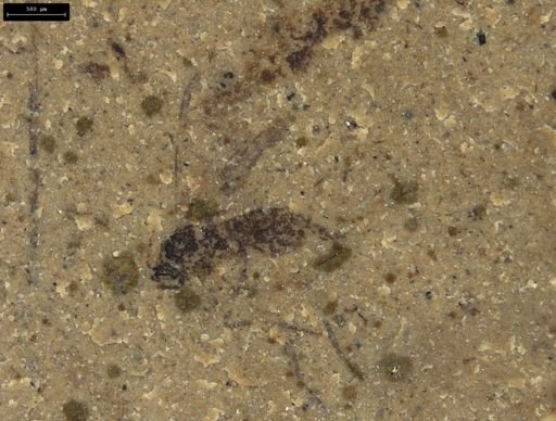 Diptera