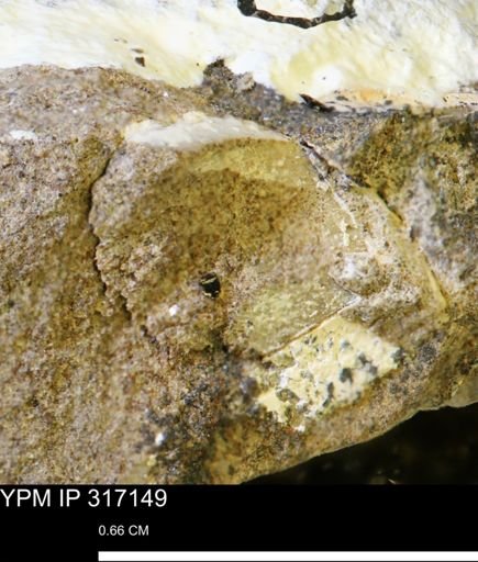 undet. Mollusca