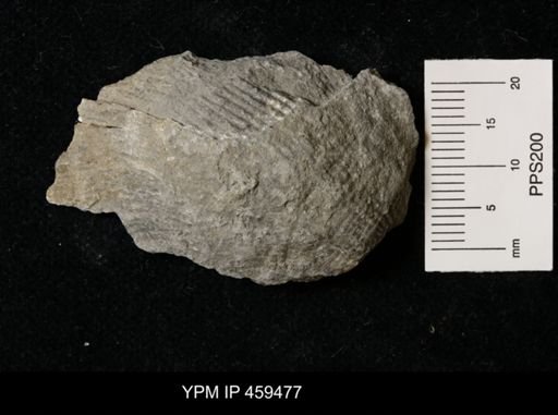 Dictyoclostus americanus