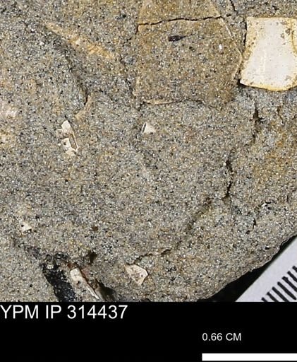 undet. Scaphopoda