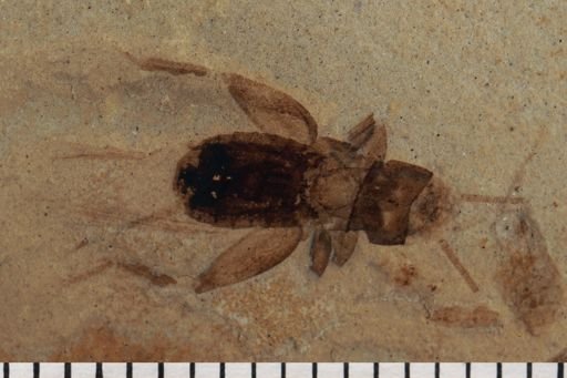 Gryllidae