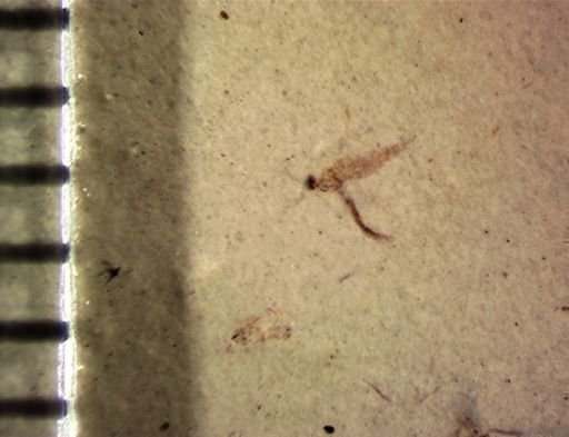 undet. Diptera