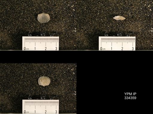 Plectorthis plicatella