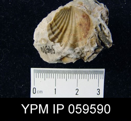 Leptocoelia flabellites