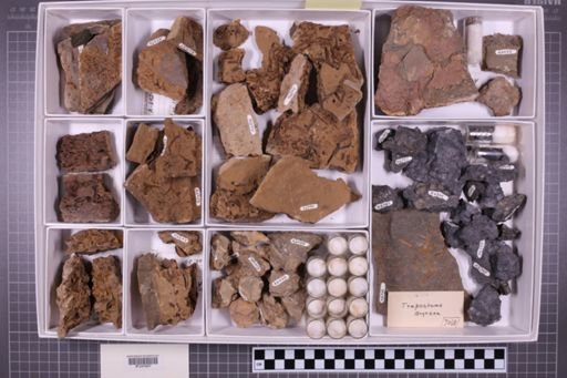 mixed taxa, stratigraphic collection