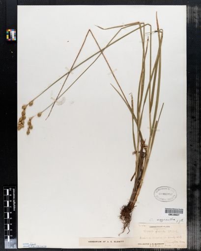 Carex foenea