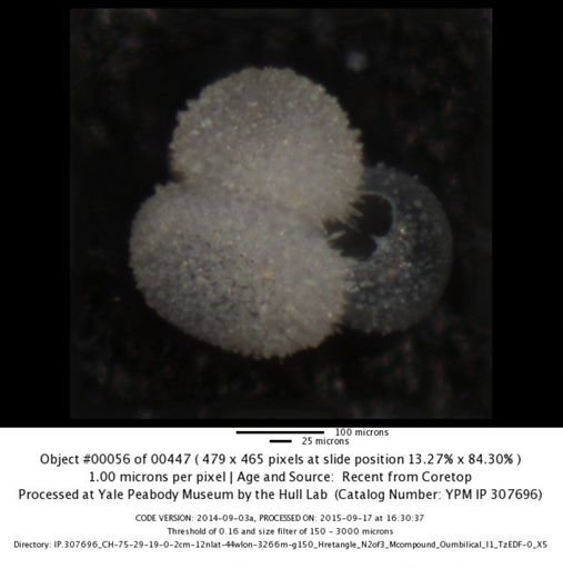 undet. Foraminiferida