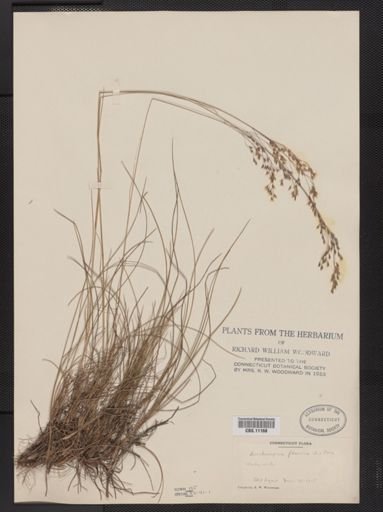 Deschampsia flexuosa