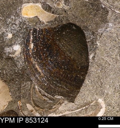 Limopsis striatopunctatus
