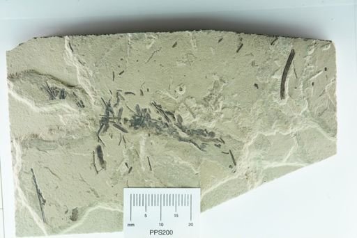 undet. Diptera