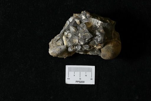 undet. Pectinacea