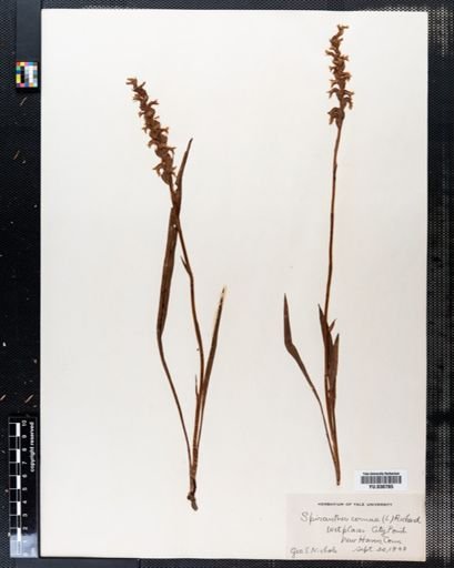 Spiranthes cernua
