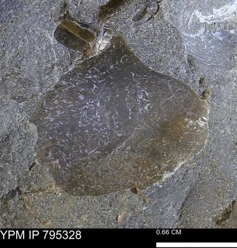 undet. Bivalvia