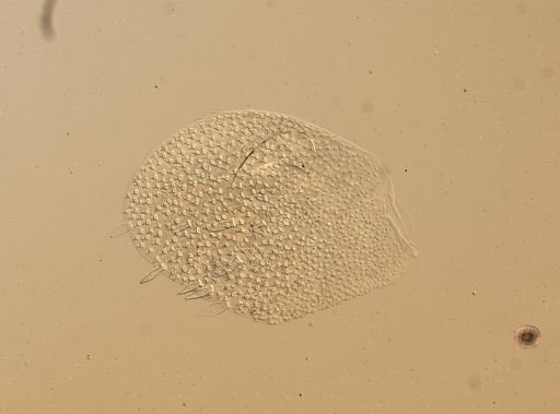 Lagisca floccosa