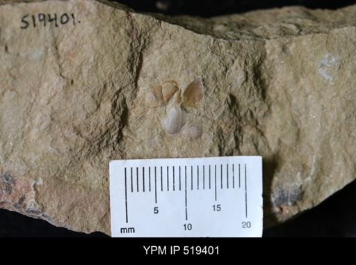 undet. Bivalvia
