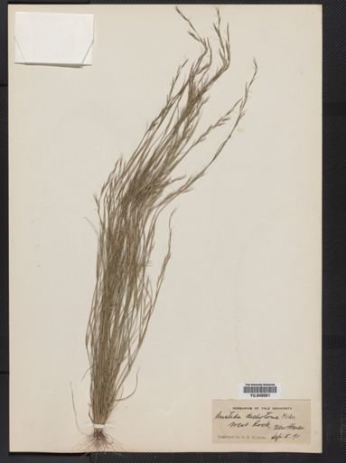 Aristida dichotoma
