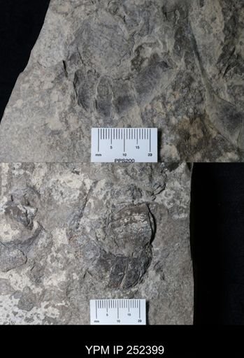 Eurypterus lacustris