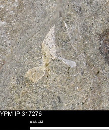 undet. Mollusca