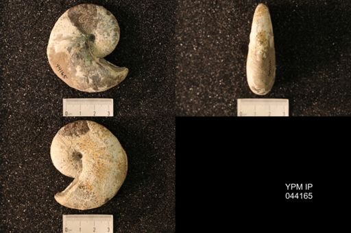 Hoploscaphites nicolletii