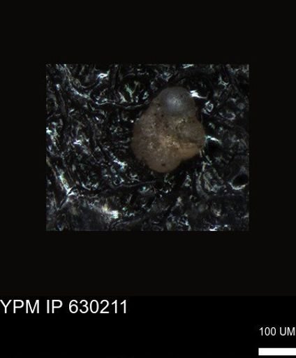 undet. Foraminiferida
