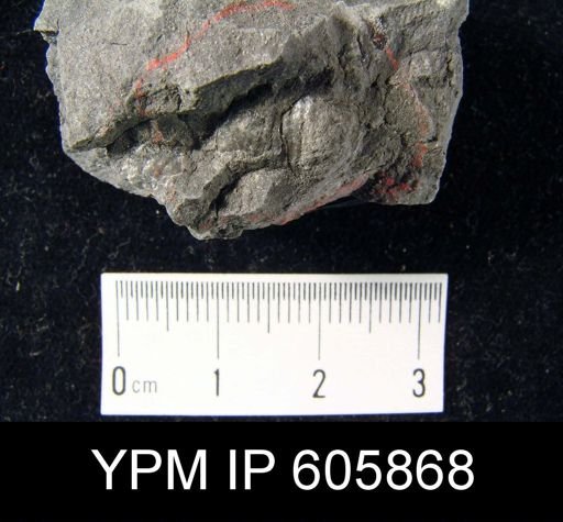 Marginifera splendens