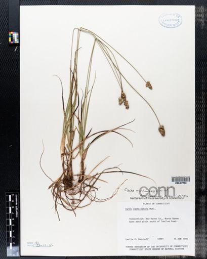 Carex muehlenbergii