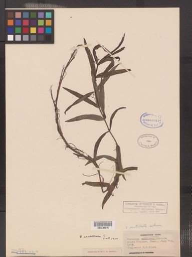 Veronica scutellata