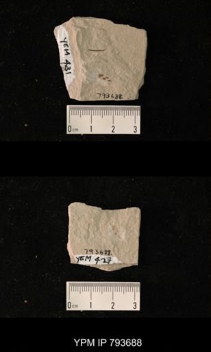 undet. Fulgoridae