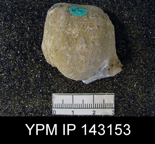 Productus (Linoproductus) lineatus