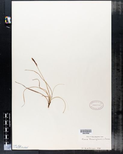 Carex pensylvanica