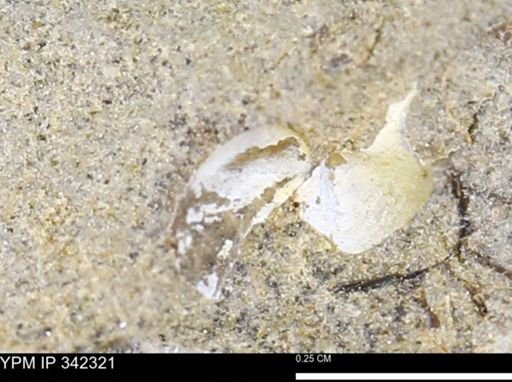 Protocardia?
