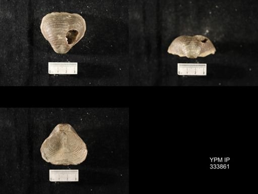 Echinoconchus punctatus