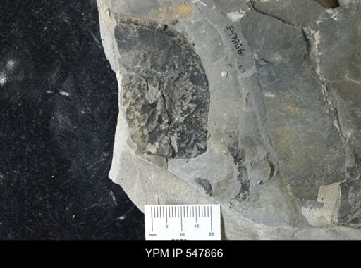 Eurypterus pittsfordensis?