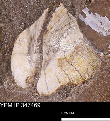 Limopsis striatopunctatus