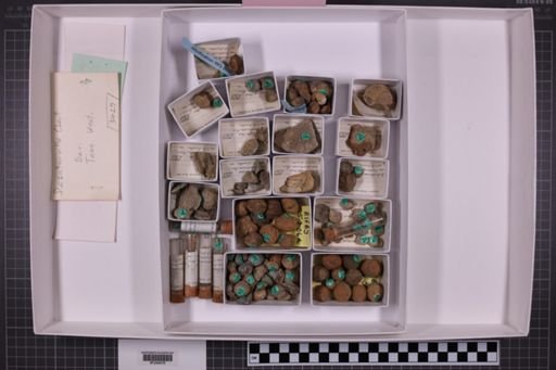mixed taxa, stratigraphic collection