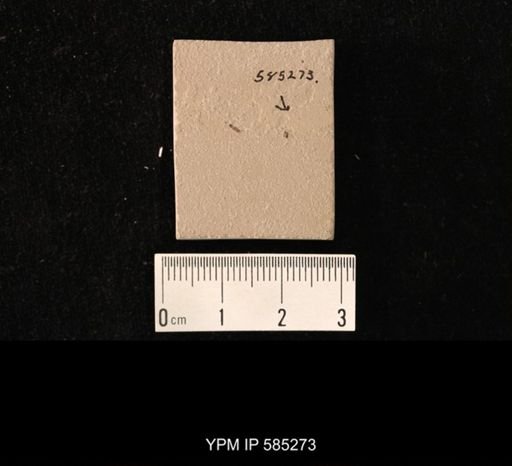 undet. Hexapoda