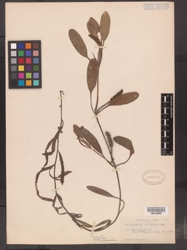 Potamogeton epihydrus
