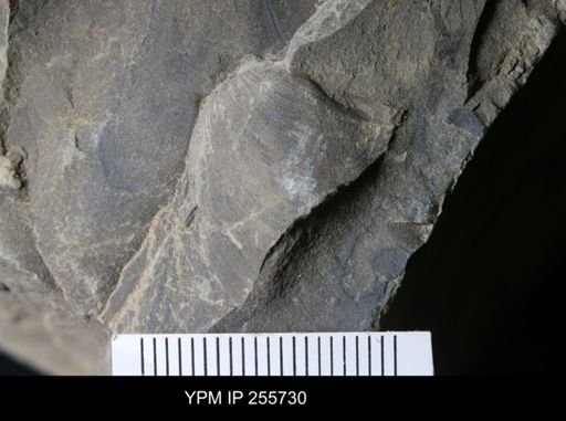 Bivalvia